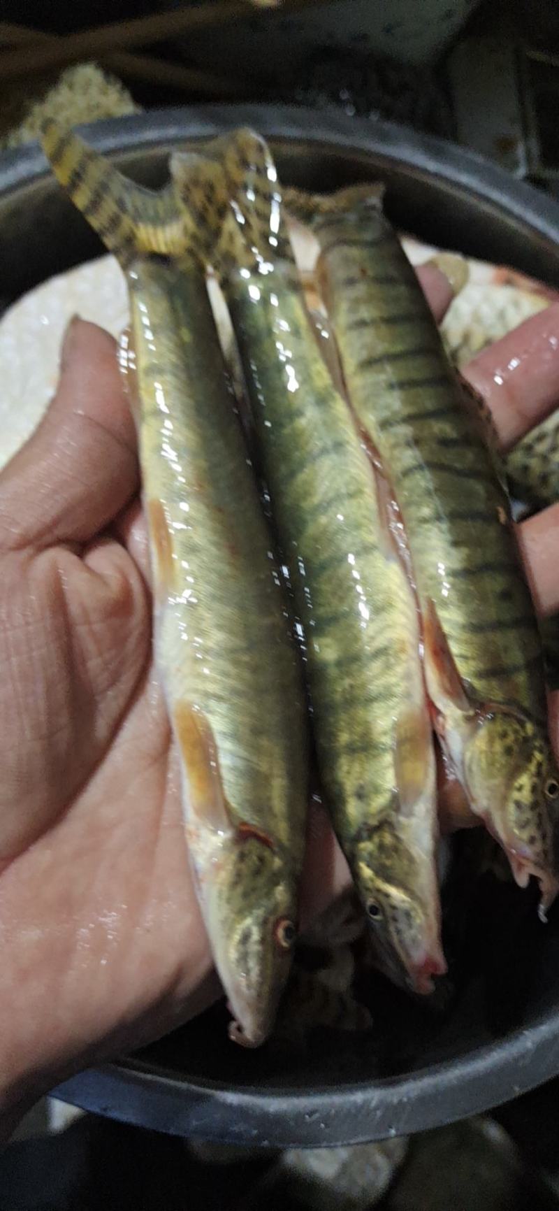 江西副沙鳅