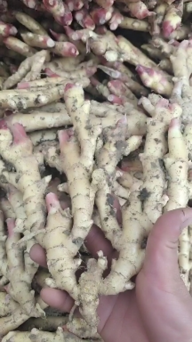 自家种植安徽阜阳临泉生姜，大黄姜，小黄姜批发价不收代办费