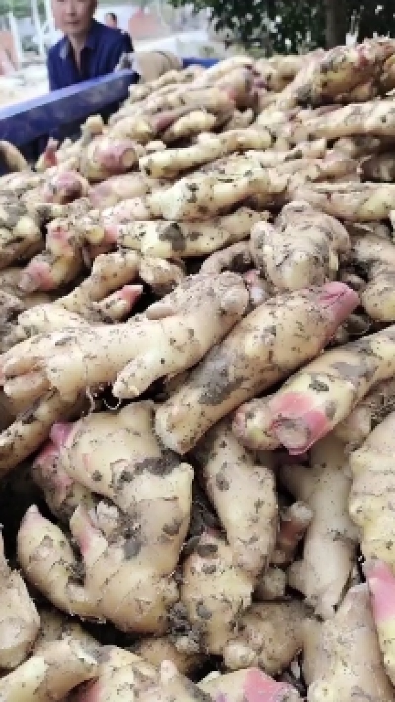 自家种植安徽阜阳临泉生姜，大黄姜，小黄姜批发价不收代办费