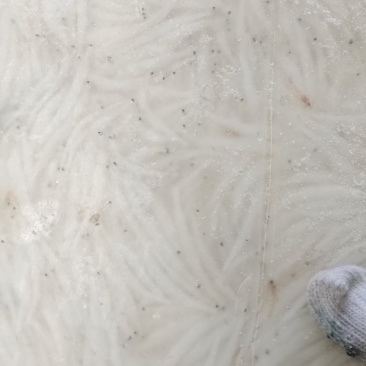 银鱼