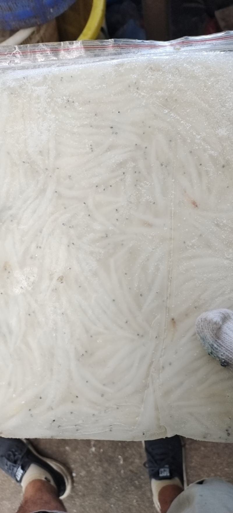 银鱼