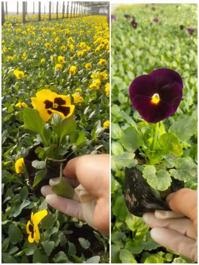 角瑾三色堇冬季时令花卉多种颜色基地大量供应