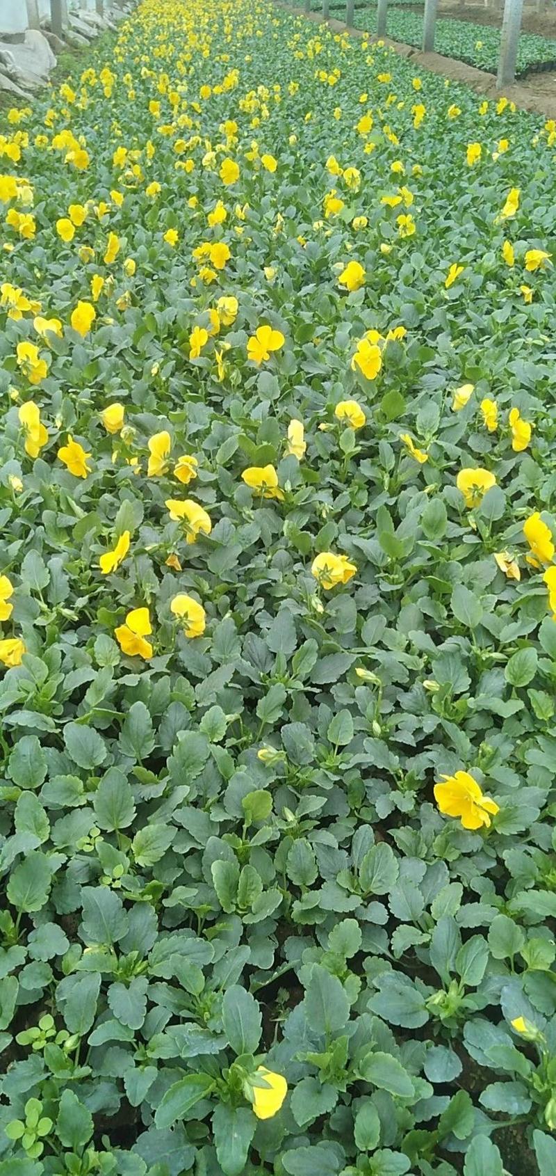角瑾三色堇冬季时令花卉多种颜色基地大量供应