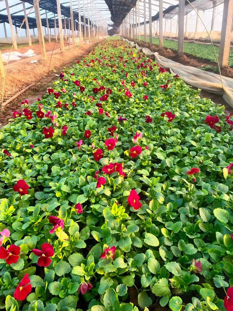 角瑾三色堇冬季时令花卉多种颜色基地大量供应