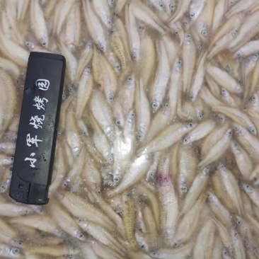 湖南麦穗鱼