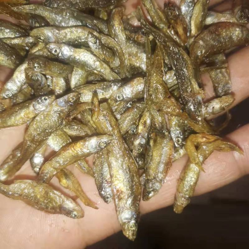 湖南麦穗鱼