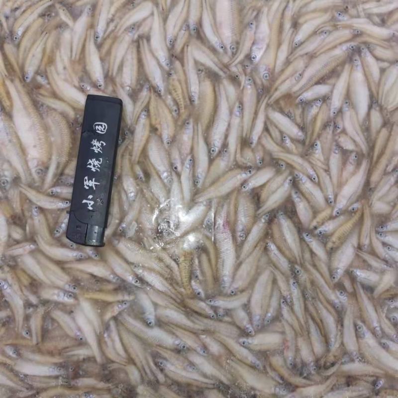 湖南麦穗鱼