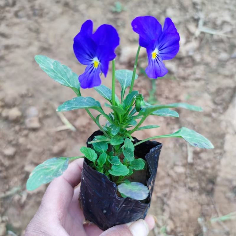 角瑾三色堇冬季时令花卉多种颜色基地大量供应