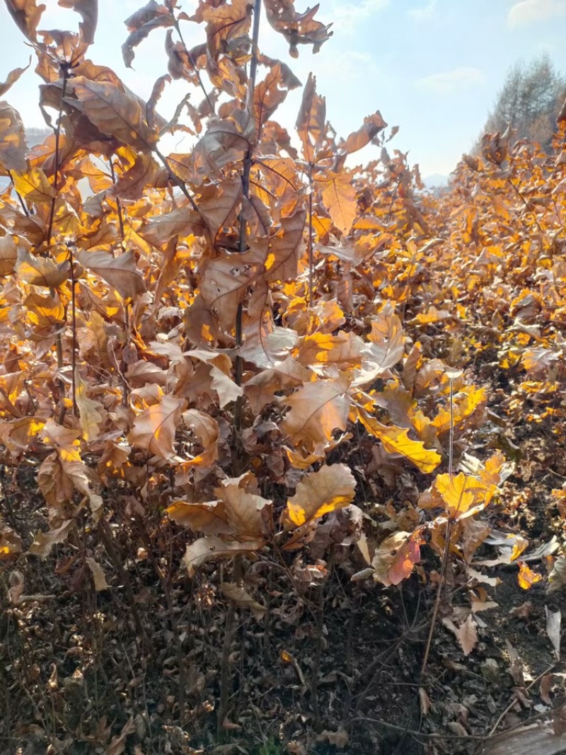 辽宁开原蒙古栎橡树辽东栎小苗工程苗杯苗繁育基地