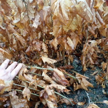 辽宁开原蒙古栎橡树辽东栎小苗工程苗杯苗繁育基地
