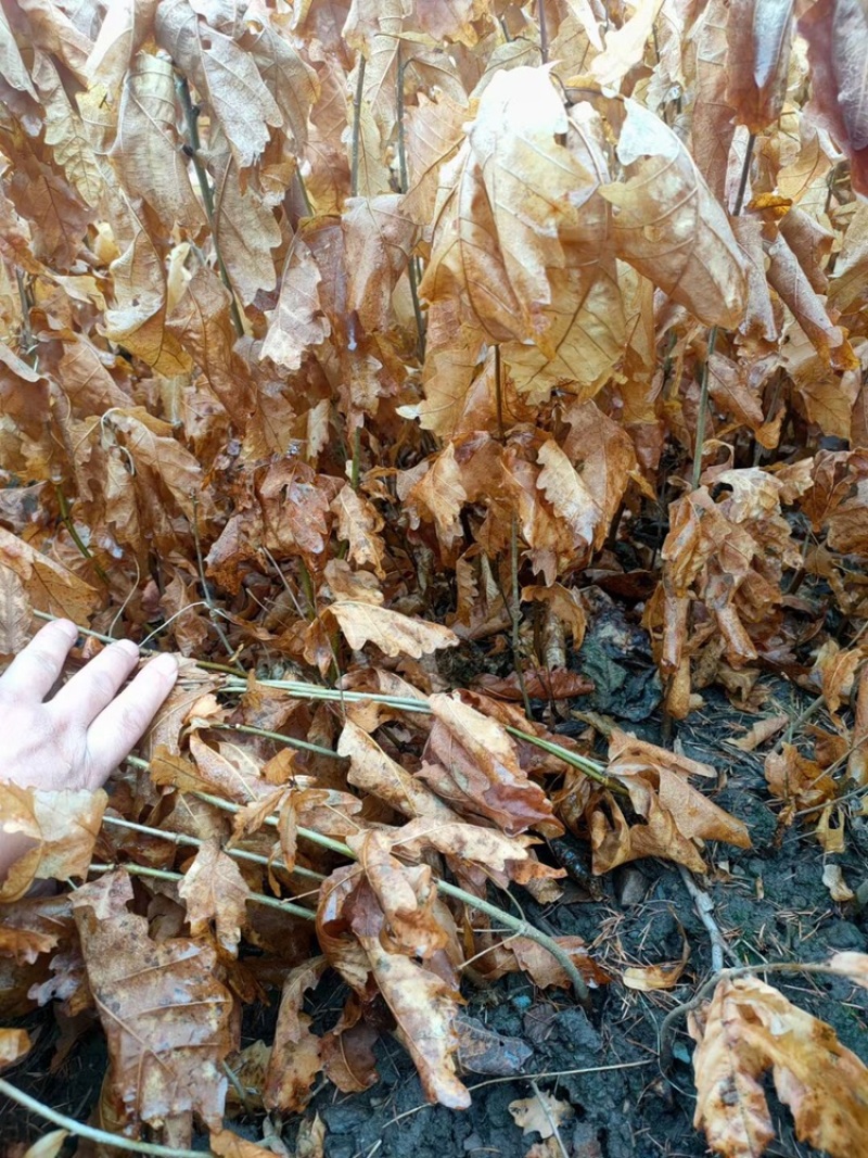 辽宁开原蒙古栎橡树辽东栎小苗工程苗杯苗繁育基地