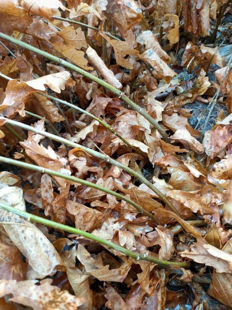 辽宁开原蒙古栎橡树辽东栎小苗工程苗杯苗繁育基地