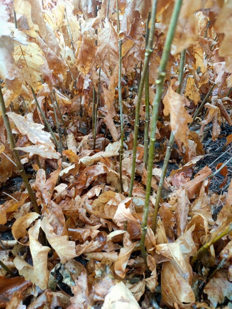 辽宁开原蒙古栎橡树辽东栎小苗工程苗杯苗繁育基地