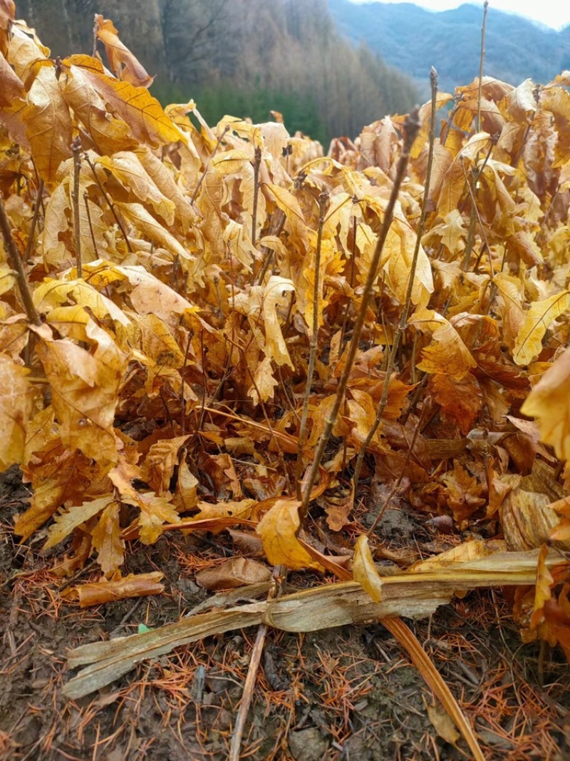 辽宁开原蒙古栎橡树辽东栎小苗工程苗杯苗繁育基地