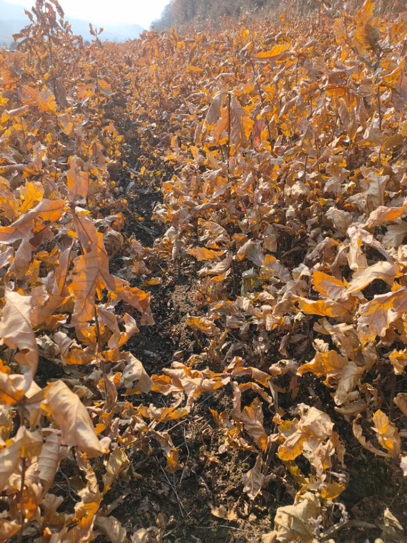 辽宁开原蒙古栎橡树辽东栎小苗工程苗杯苗繁育基地