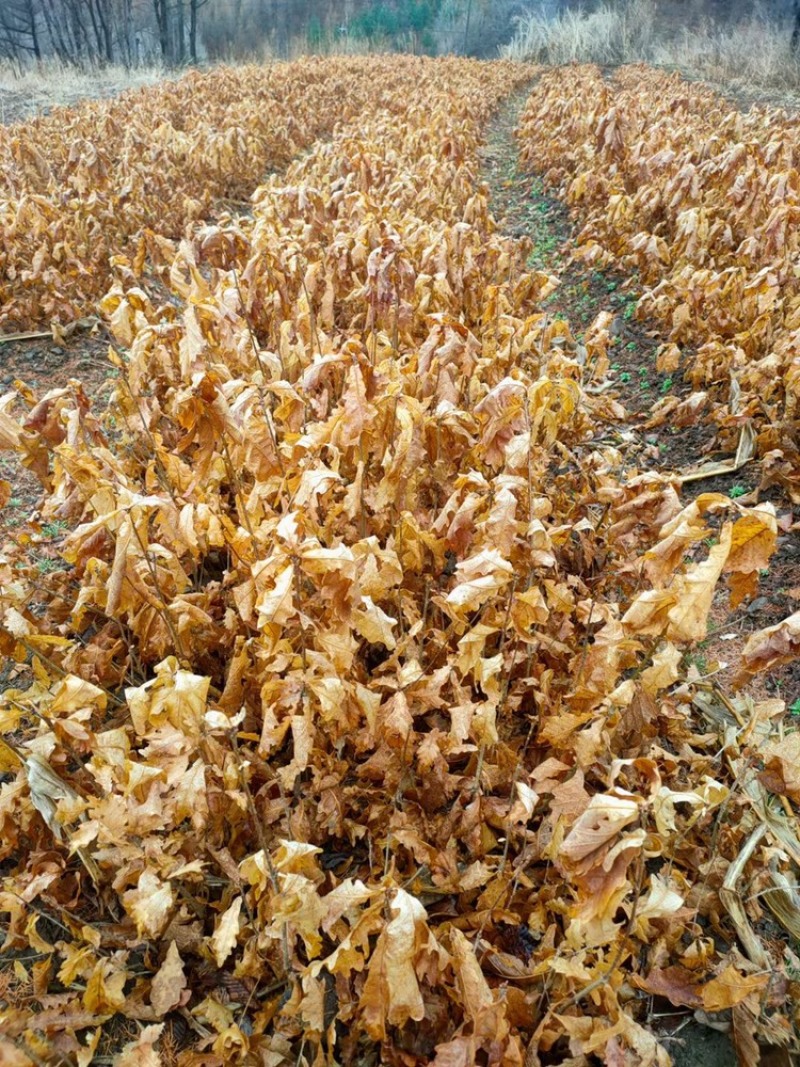 辽宁开原蒙古栎橡树辽东栎小苗工程苗杯苗繁育基地