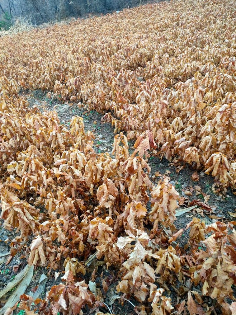 辽宁开原蒙古栎橡树辽东栎小苗工程苗杯苗繁育基地