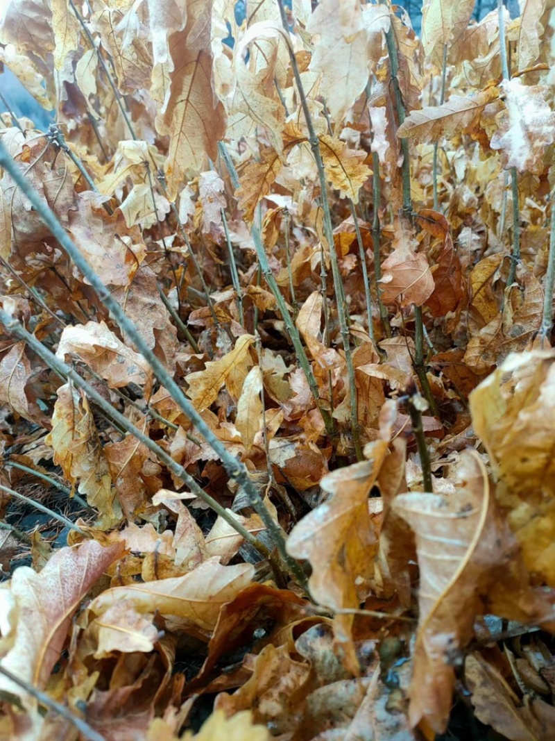辽宁开原蒙古栎橡树辽东栎小苗工程苗杯苗繁育基地