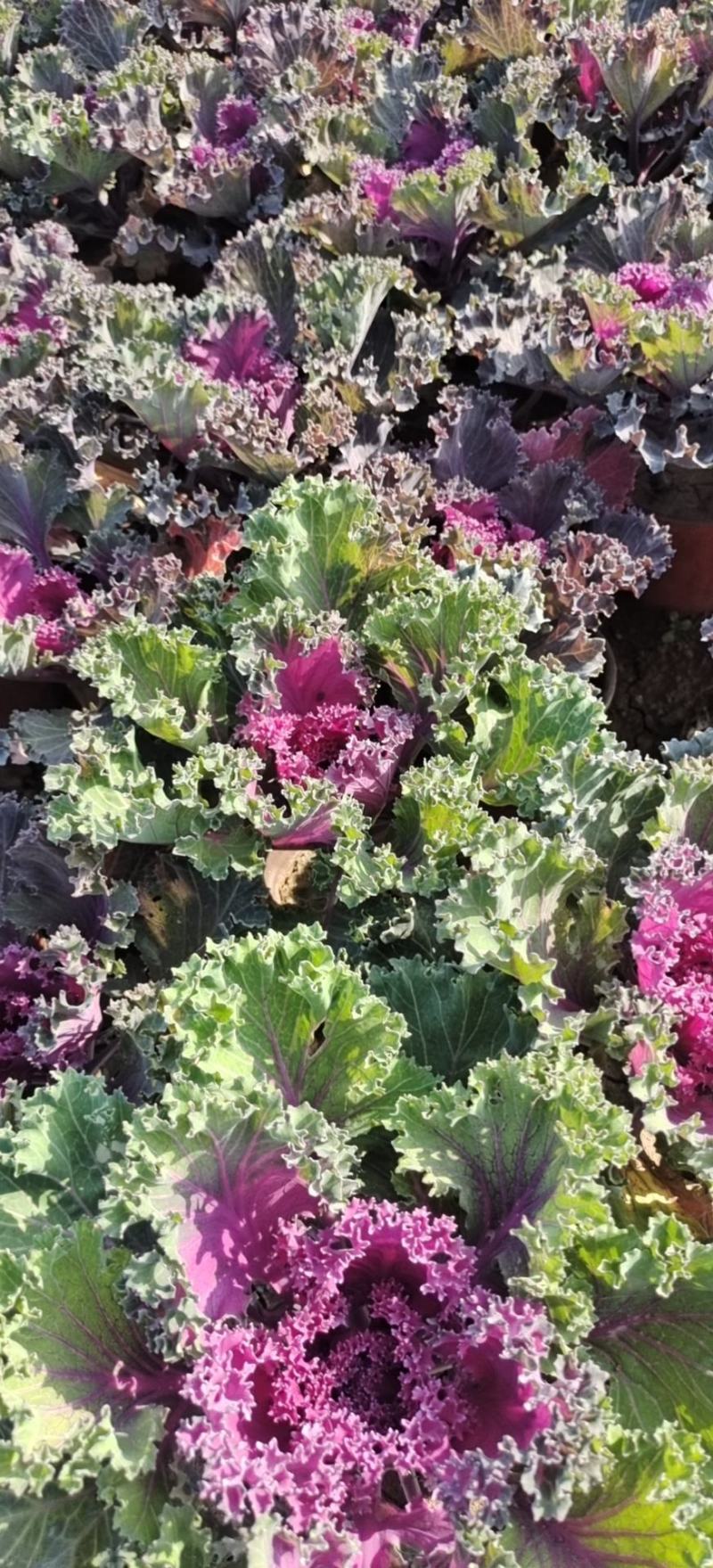 羽衣甘蓝冬季花坛、花镜重要观叶植物。观赏期长，叶色鲜艳