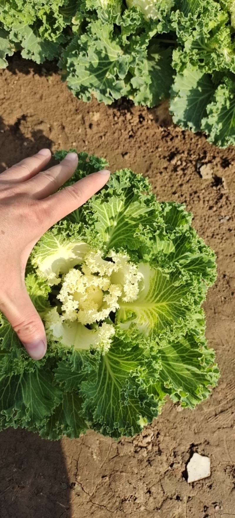 羽衣甘蓝冬季花坛、花镜重要观叶植物。观赏期长，叶色鲜艳