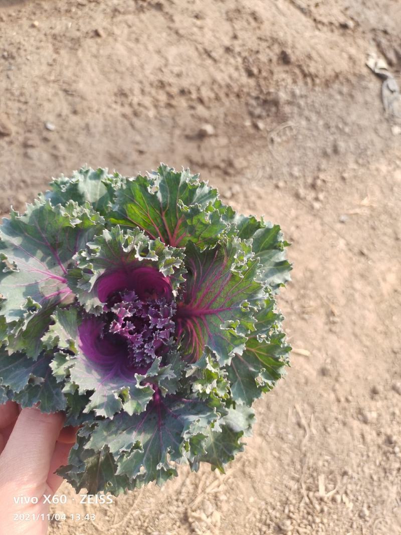 羽衣甘蓝冬季花坛、花镜重要观叶植物。观赏期长，叶色鲜艳