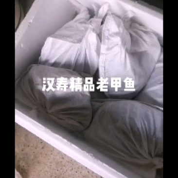 常年批发，零售汉寿县老甲鱼，甲鱼苗
