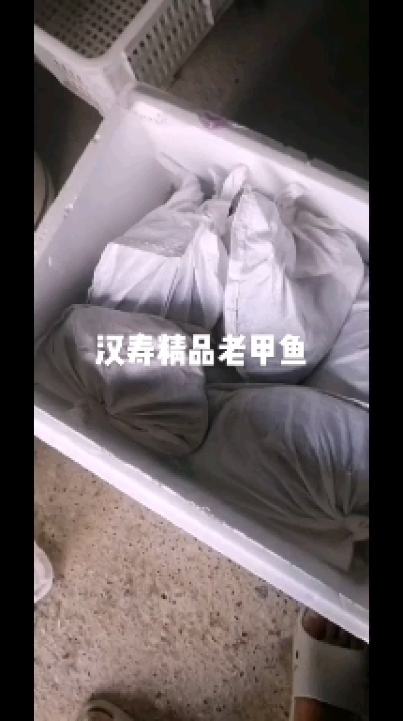 常年批发，零售汉寿县老甲鱼，甲鱼苗