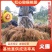 红心红阳猕猴桃嫁接苗包邮基地低价批发销售免技术指导