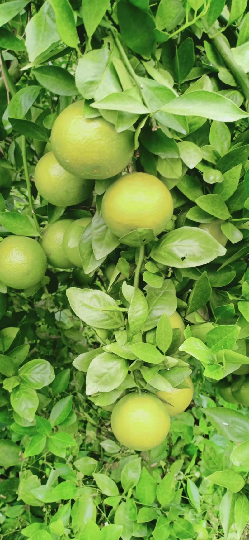 广东香水柠檬苗大量供应各种各样的果苗，优质好苗
