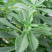 辽宁开原三七景天费菜宿根花卉繁育基地