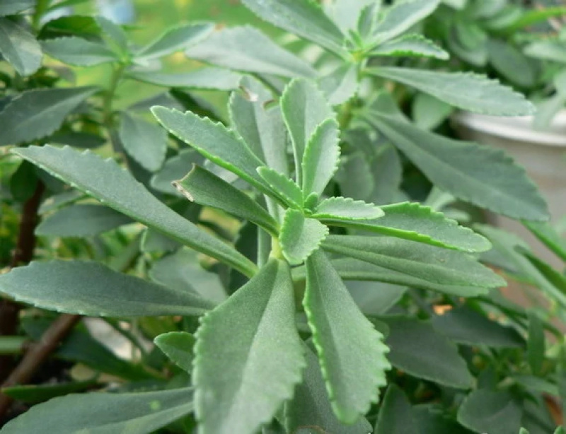 辽宁开原三七景天费菜宿根花卉繁育基地