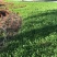 辽宁开原三七景天费菜宿根花卉繁育基地