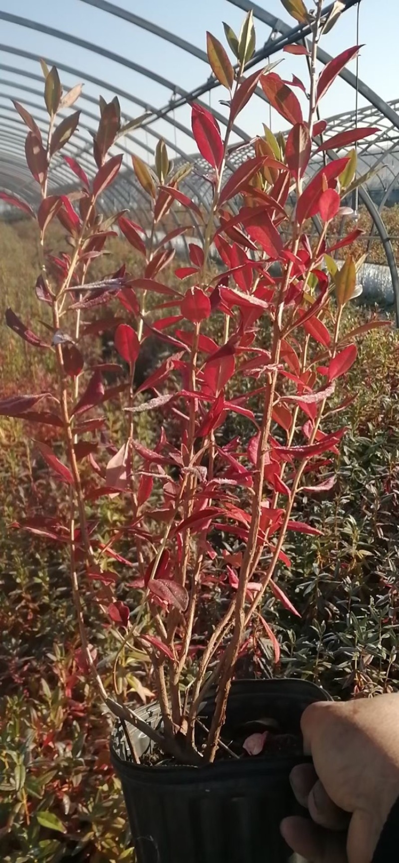 辽宁开原红花麦李小苗白花麦李工程苗繁育基地