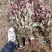 辽宁开原红花麦李小苗白花麦李工程苗繁育基地