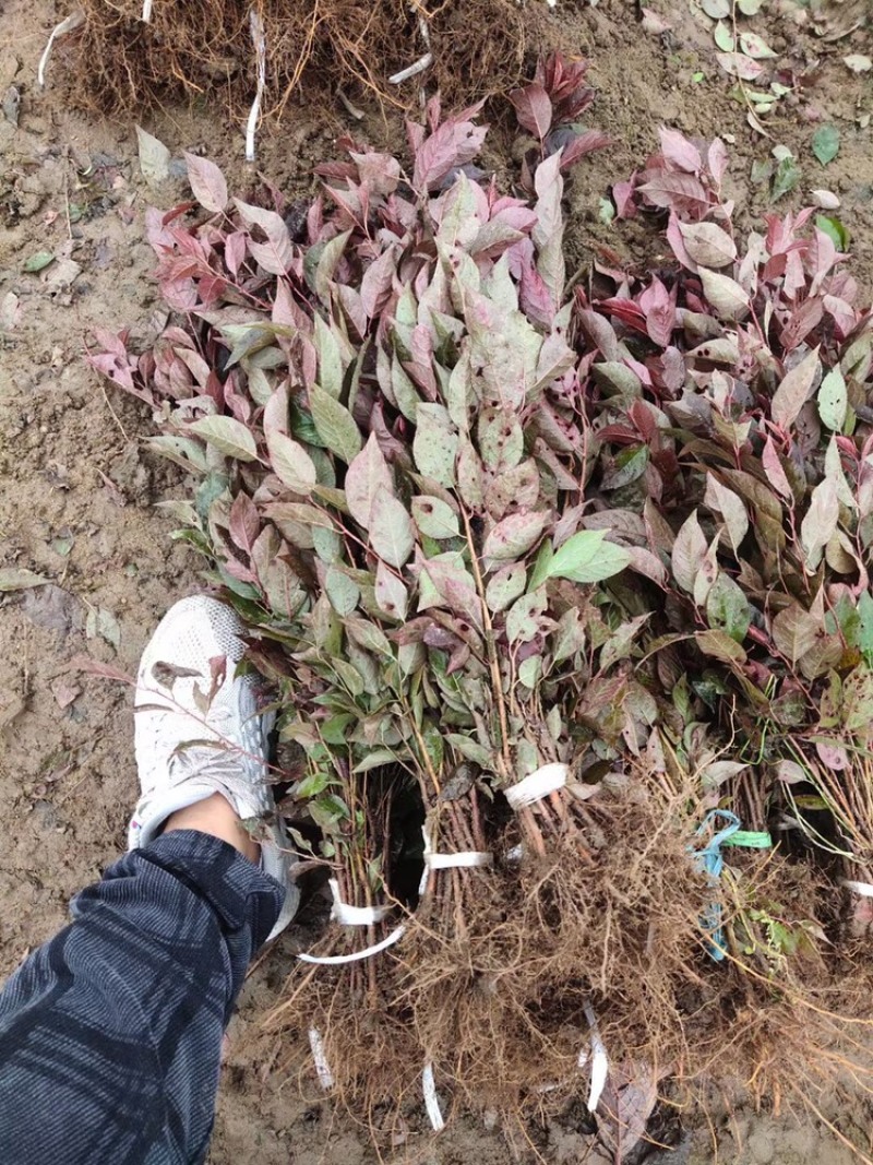 辽宁开原红花麦李小苗白花麦李工程苗繁育基地