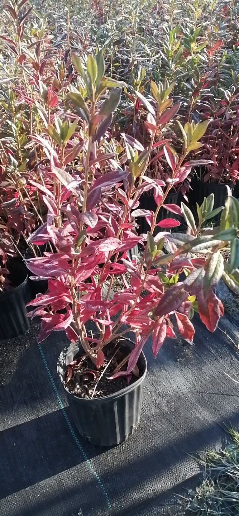 辽宁开原红花麦李小苗白花麦李工程苗繁育基地