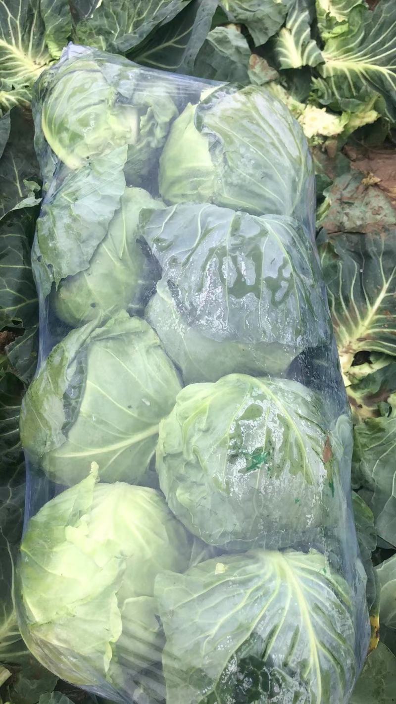 湖北甘蓝大量上市，产地直发，诚信合作，专业打包团队欢迎采购