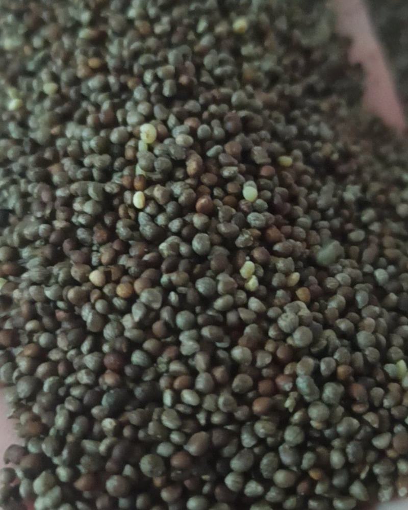 苏子紫苏子油苏子中药材批发苏子量大从优