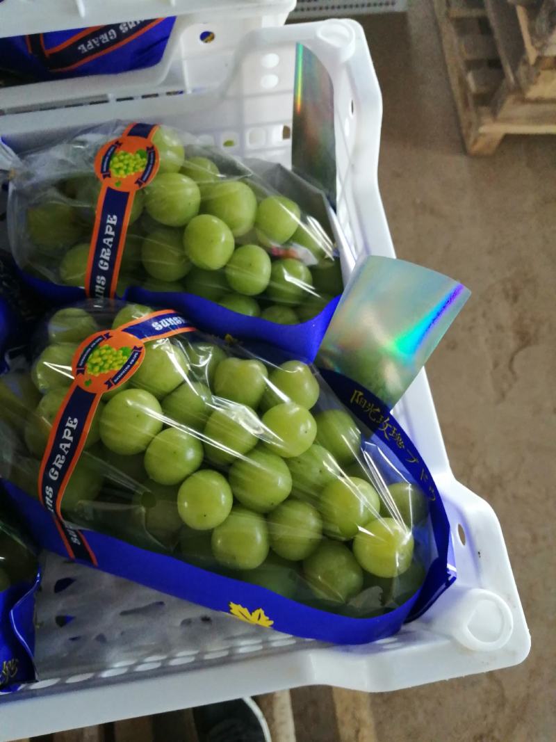 陕西大荔阳光玫瑰葡萄大量上市中，货源充足，品质好