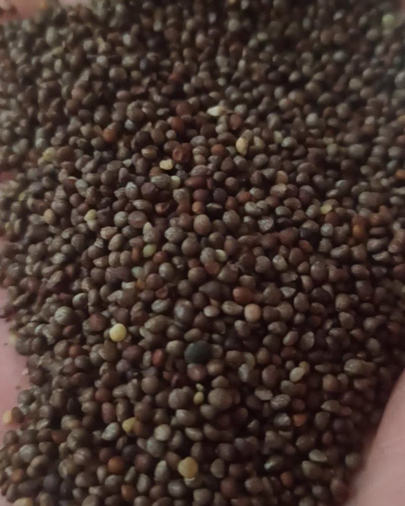苏子紫苏子油苏子中药材批发苏子量大从优