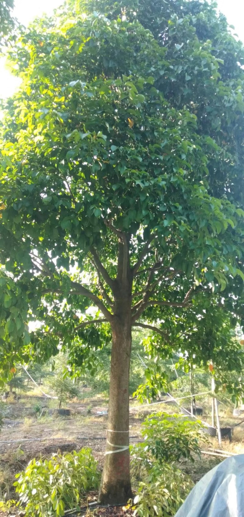 秋枫等各种优质绿化苗木水生植物长期大量供应