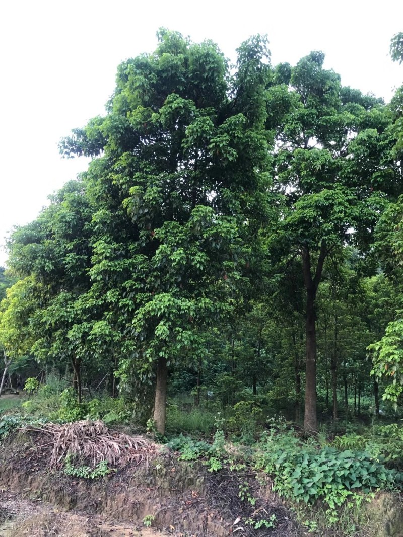 秋枫等各种优质绿化苗木水生植物长期大量供应