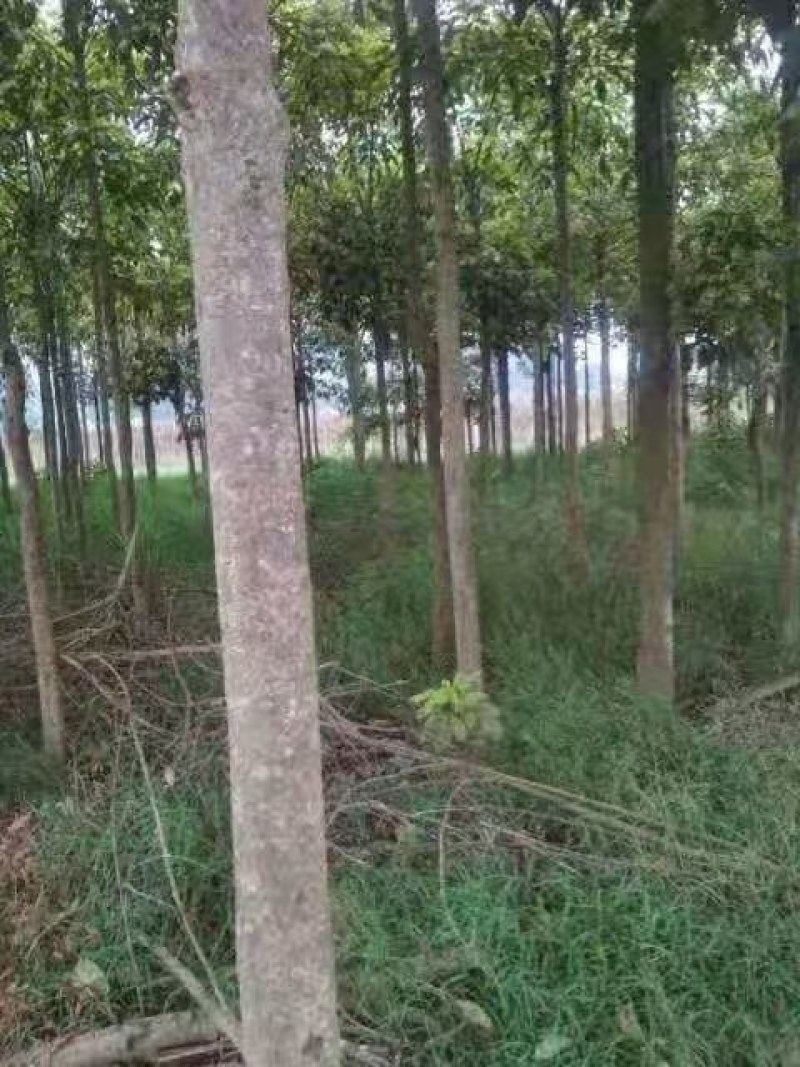 秋枫等各种优质绿化苗木水生植物长期大量供应