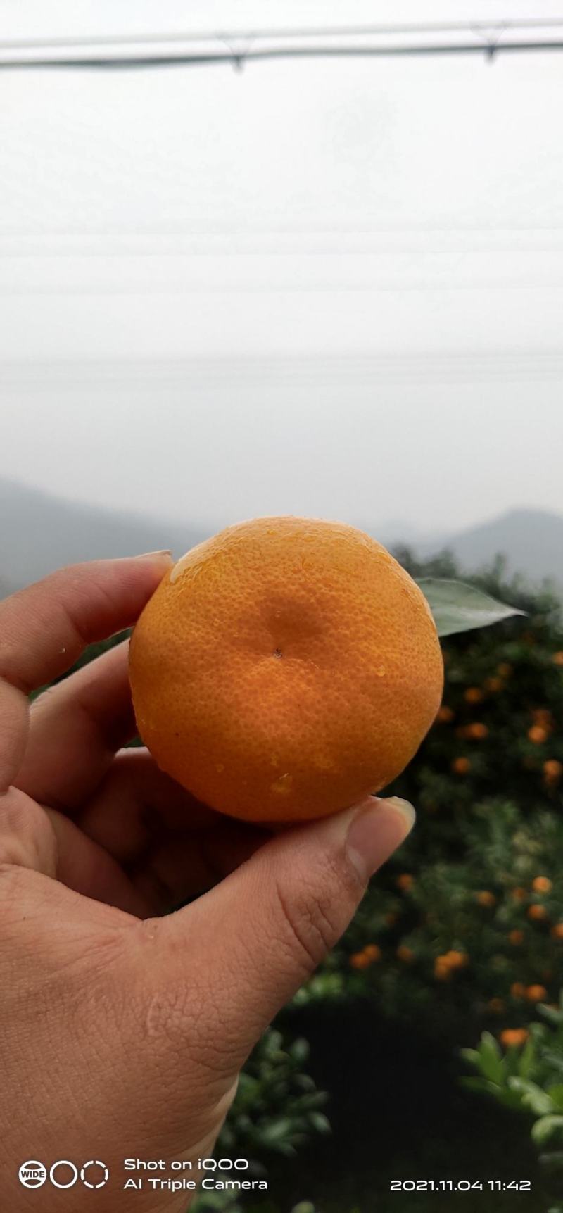 本地早，新余蜜橘，华南早，可以视频看货，