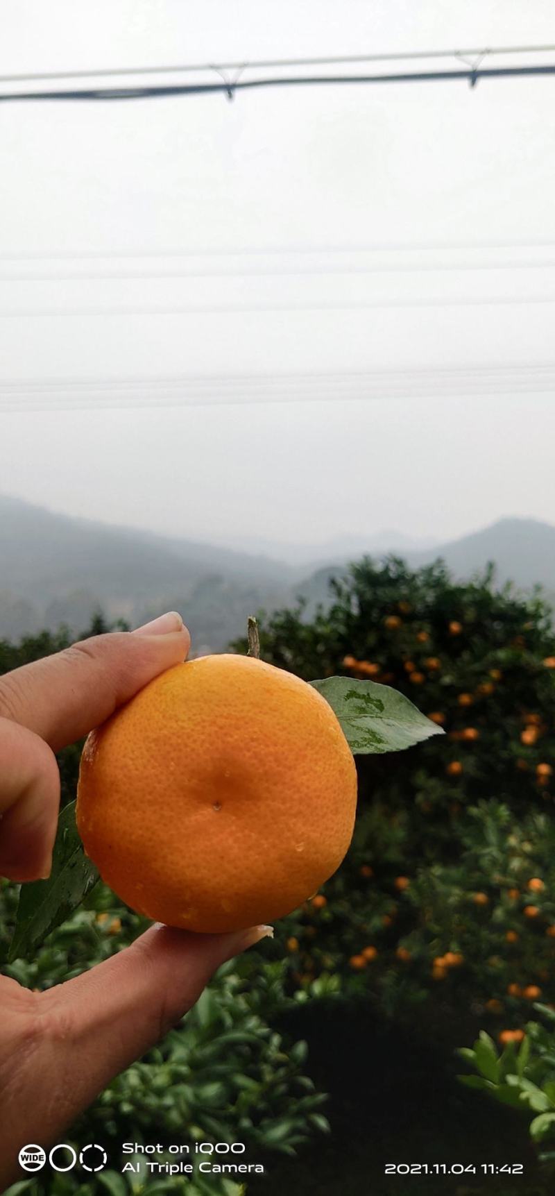 本地早，新余蜜橘，华南早，可以视频看货，