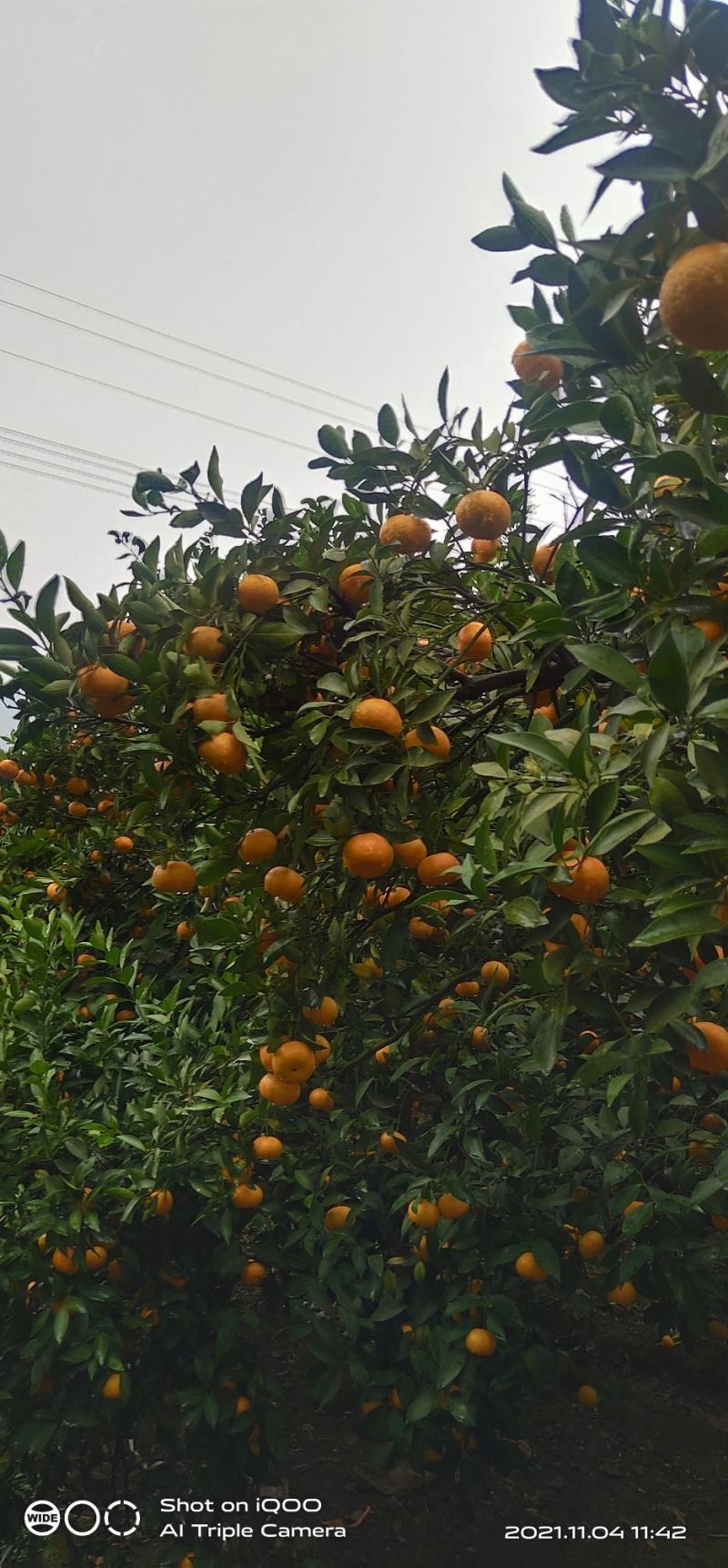 本地早，新余蜜橘，华南早，可以视频看货，