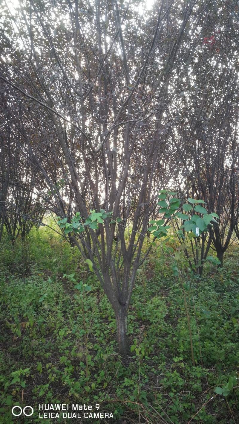 红叶李