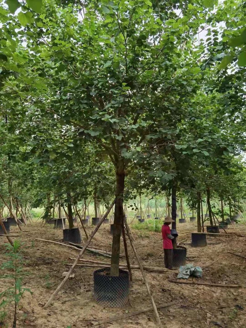 宫粉紫荆树等各种绿化苗木水生植物长期大量供应