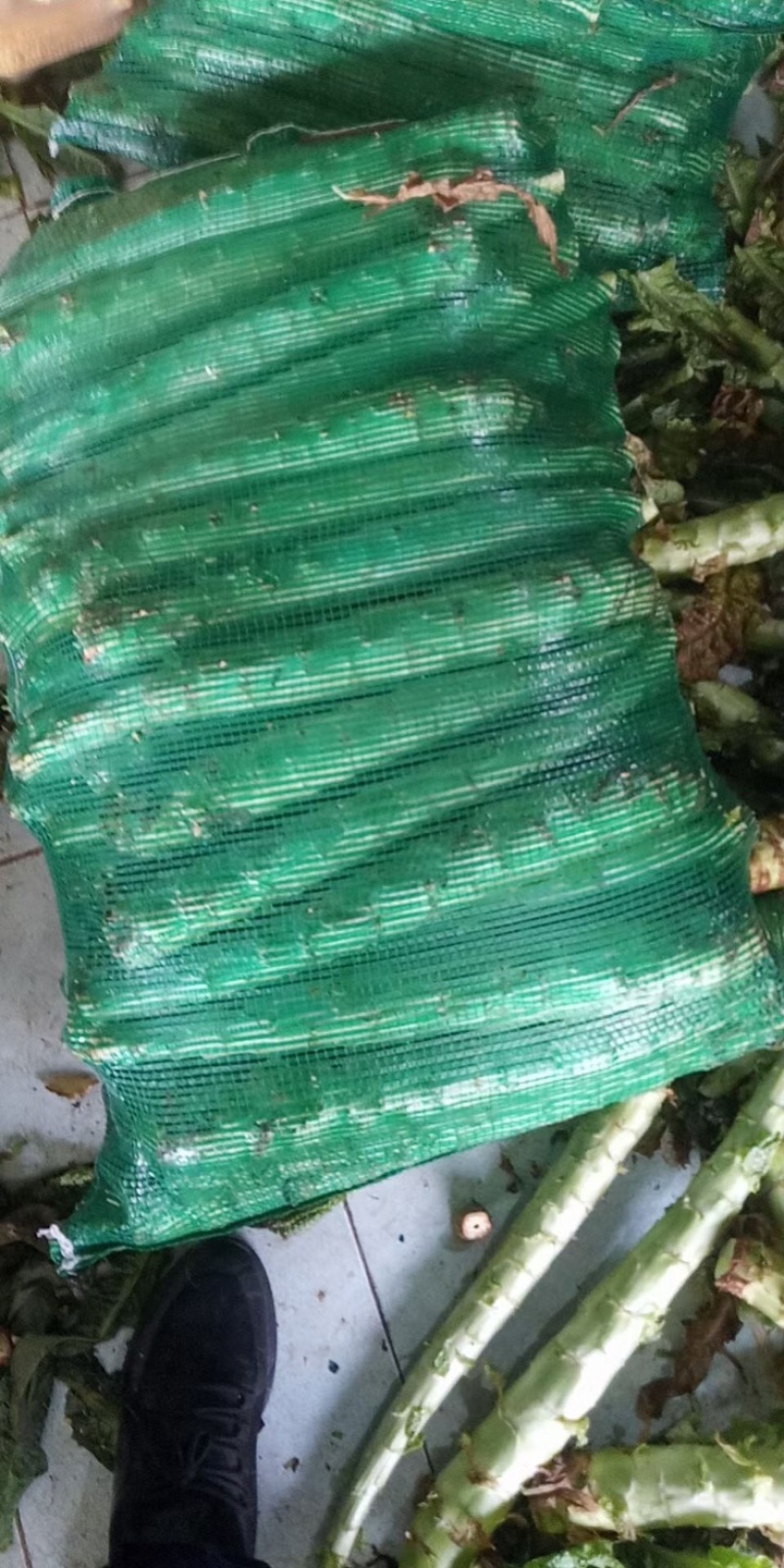 云南大理红叶莴笋精品货！云南大理红莴笋质量杆杆