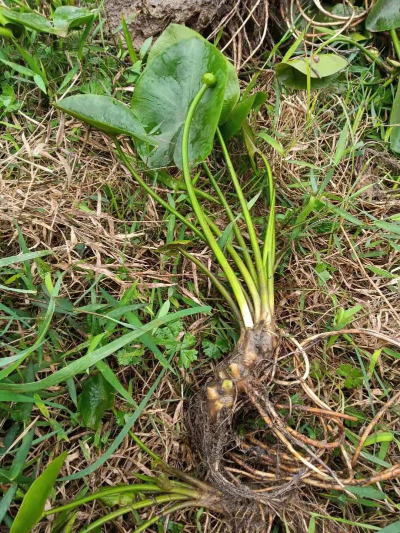 萍蓬草等各种水生植物绿化苗木长期大量供应